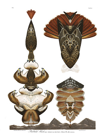 Plate-51, Red Tailed Hawk