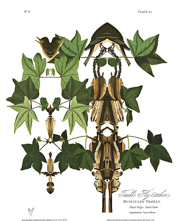 Plate-45, Traill's Flycatcher