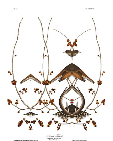 Plate-58, Hermit Thrush