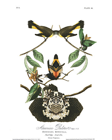 Plate-40, American Redstart