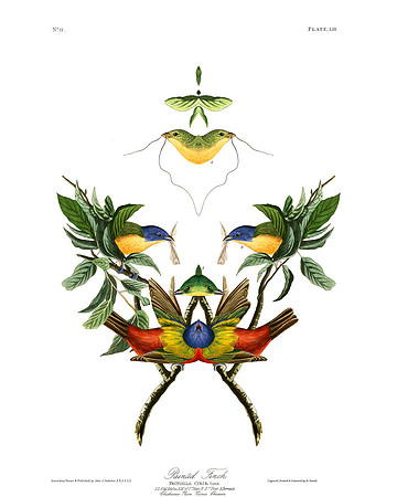 Plate-53, Painted Finch