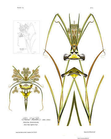 Plate-14, Prairie Warbler