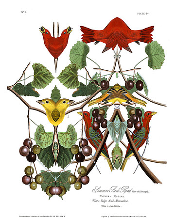 Plate-44, Summer Red Bird