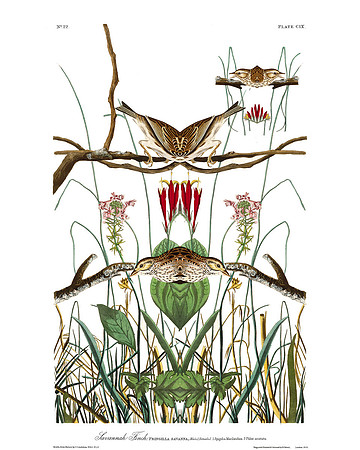Plate-109, Savannah Finch