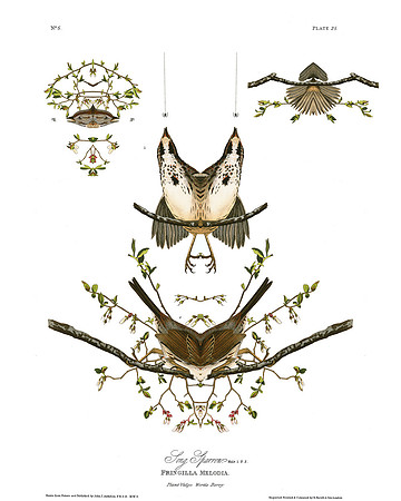 Plate-25. Song Sparrow