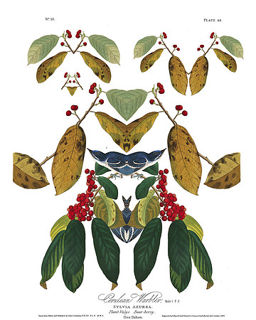 Plate-48, Cerulean Warbler