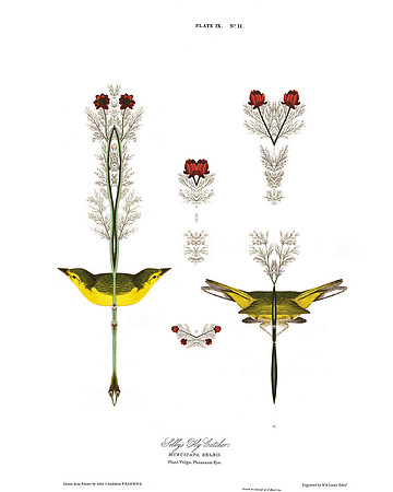 Plate-9, Selby's Fly Catcher