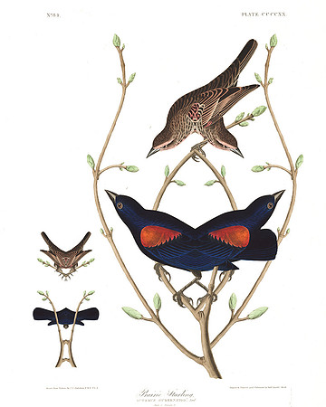 Plate 420. Prairie Starling