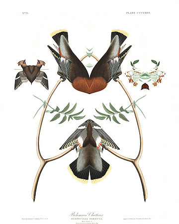 Plate-363, Bohemian Chatterer