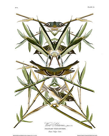 Plate-28, Vireo Solitarius