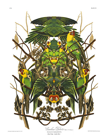 Plate-26, Carolina Parrot