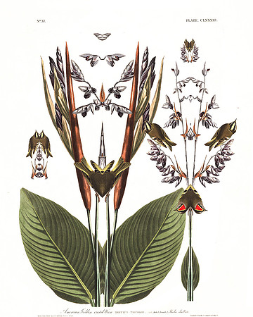 Plate-183, American Golden Crested Wren