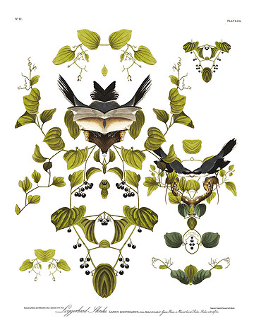 Plate-57, Loggerhead Shrike