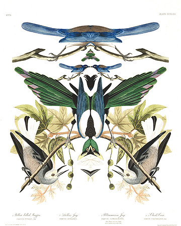 Plate-362, Yellow Billed Magpie