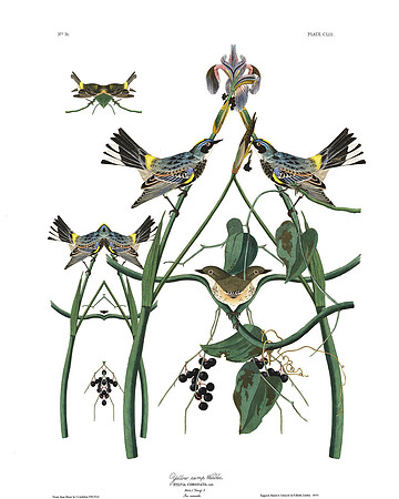 Plate-153, Yellow Rump Warbler