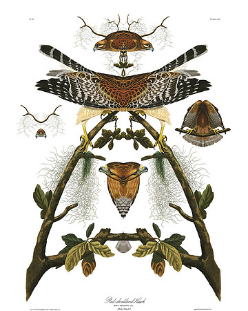 Plate-56,  Red SholderedHawk