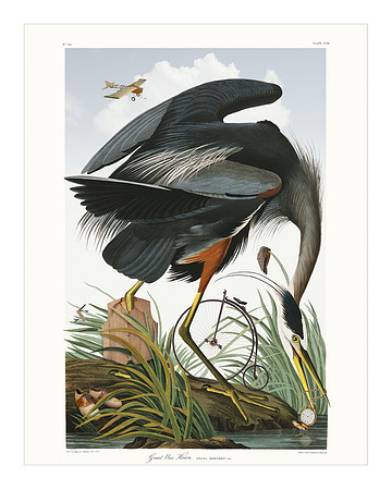 Audubon+, Plate-211