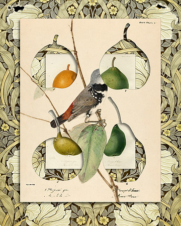 Biodiversity-24, 2018