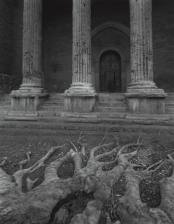 Columns with Roots, 1992