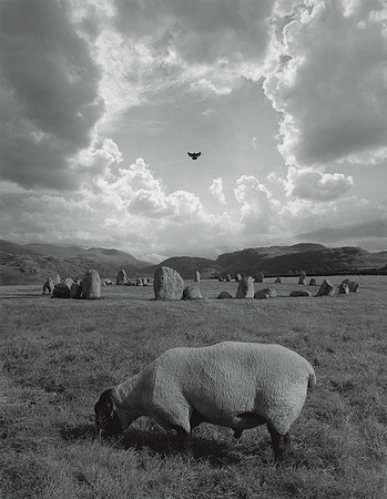 Sheep with Circles, 1997