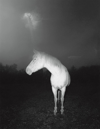 White Horse in Fog, 1979
