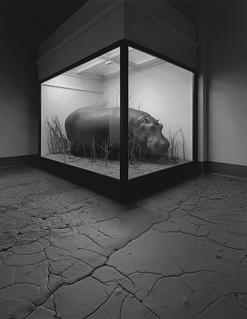 HIppopotamus with Mud, 1982