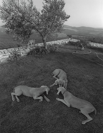 Six Dogs in Landscape, 1990