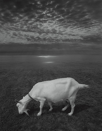 Goat in Landscape, 1997