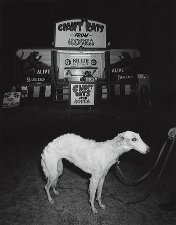 Dog and Gaint Rats, 1982
