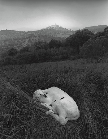 Calf near Capalbio, 1992