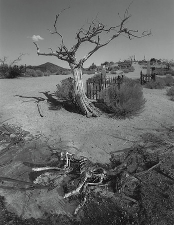 Skeleton and Tree, 1996