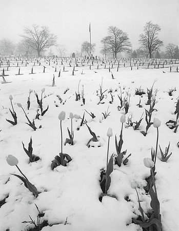 Tulips and Flags, 1979