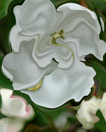 Rose-18, 2006