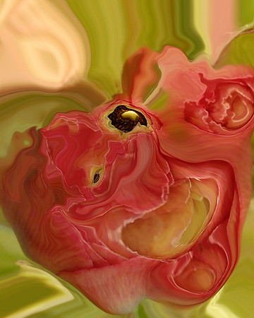 Ranunculus-01, 2006