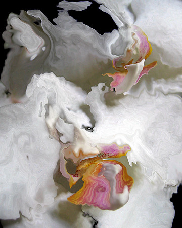 Orchid-01, 2005