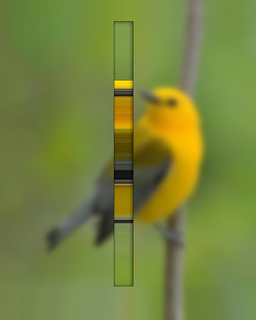 Ornithology-07, 2014