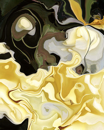 Rose27, 2006