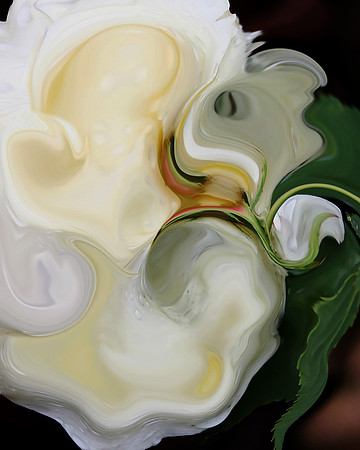Rose-24, 2006