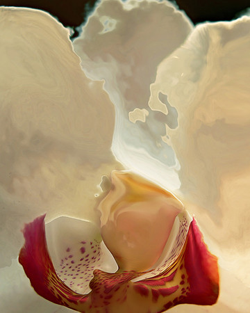 Orchid-17, 2005