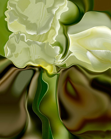 Tulip-03, 2006