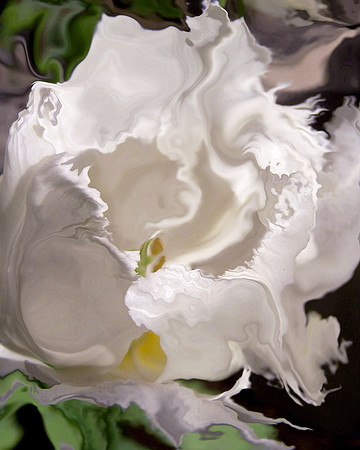 Tulip-05, 2006