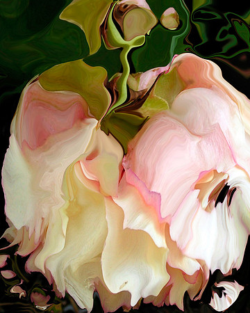 Peony-08, 2007