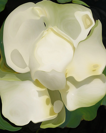 Lotus-31, 2006