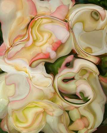 Begonia-01, 2006