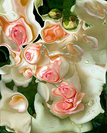Rose-29, 2007