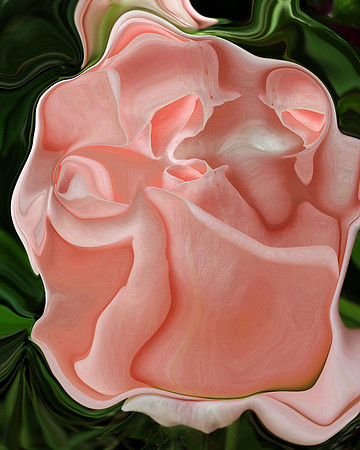 Rose-22, 2006