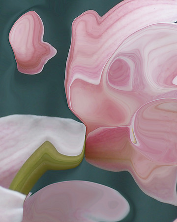 Tulip-07, 2006