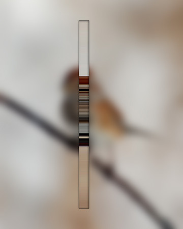 Ornithology-13, 2014.